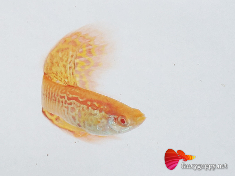 albino-yellow-cobra-guppy-fish-4