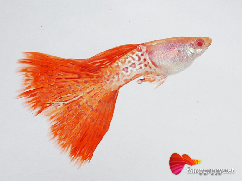 red-lace-guppy-fish-5