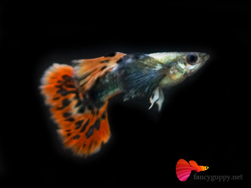 big-ear-guppy-fish-03